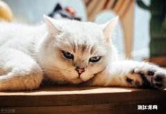 猫咪一直流鼻涕是什么原因