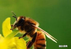 蜜蜂有什么本能